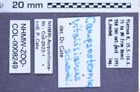 Etiketten zu Campsosternus vitalisianus (Schenkling, 1925) (NHMW-ZOO-COL-0008249)